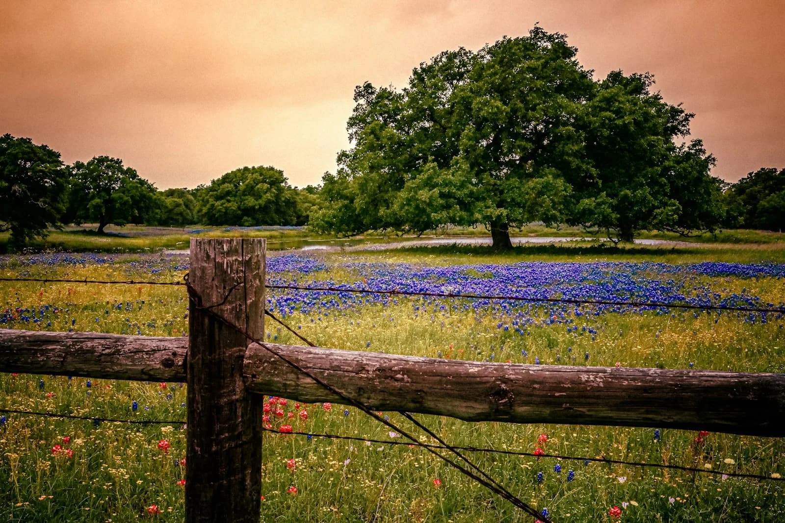 A wooden ranch fence in front of a Texas field of bluebonnets and red wildflowers in spring