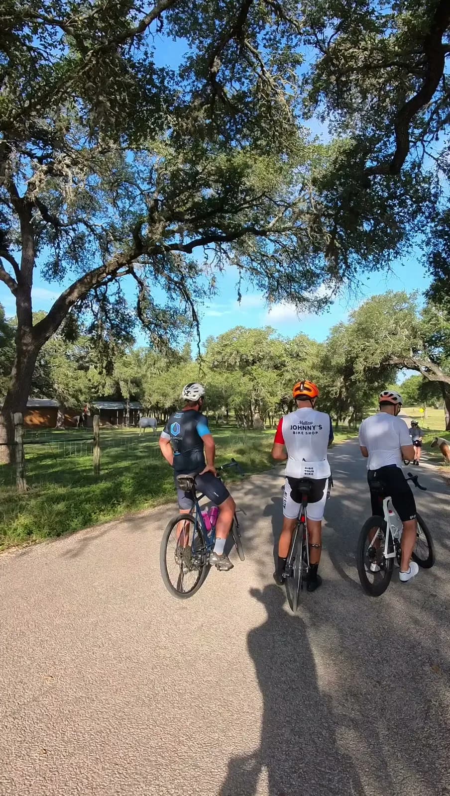 Three riders paused under live oaks on a ranch road, horses in the pasture