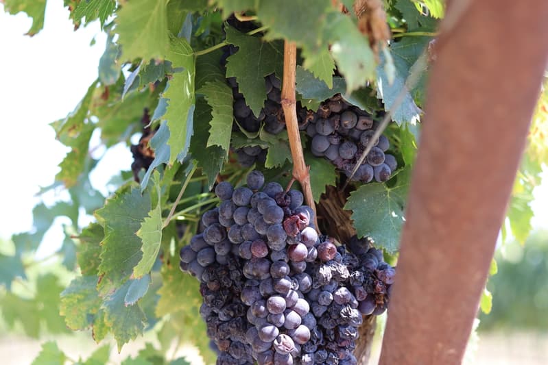 Grapes on the vine — Hill Country wine country