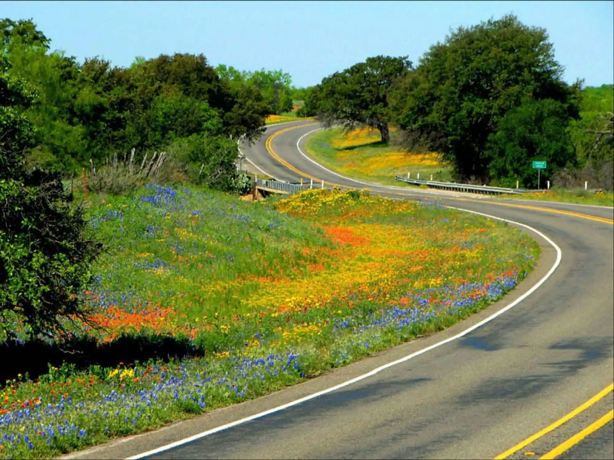 Hill Country wildflowers