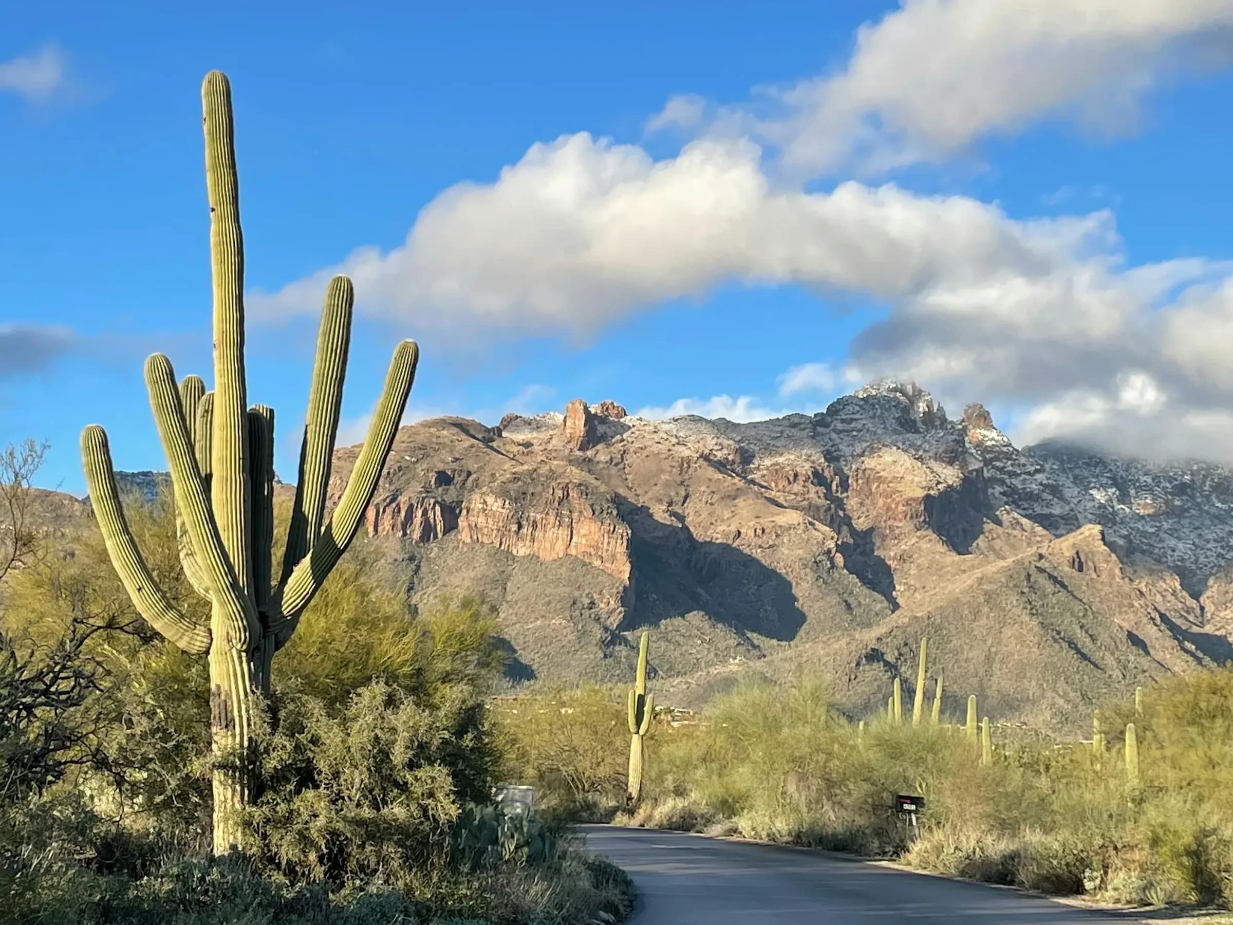 Saguaro-lined road beneath the snow-dusted Santa Catalina Mountains