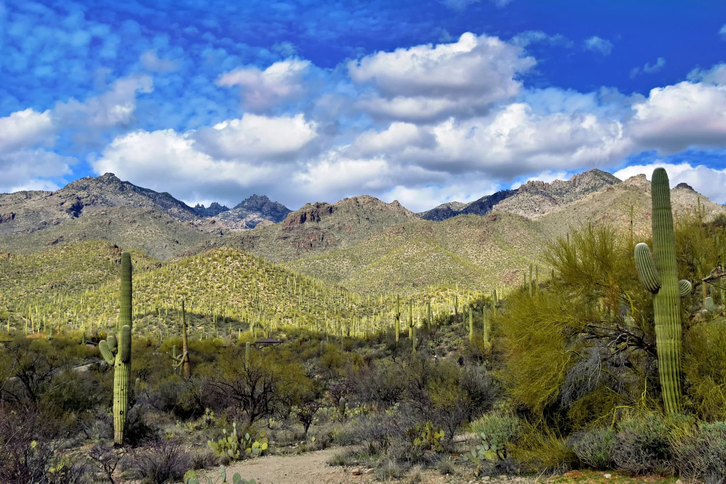 Saguaro valley stretching toward the mountains