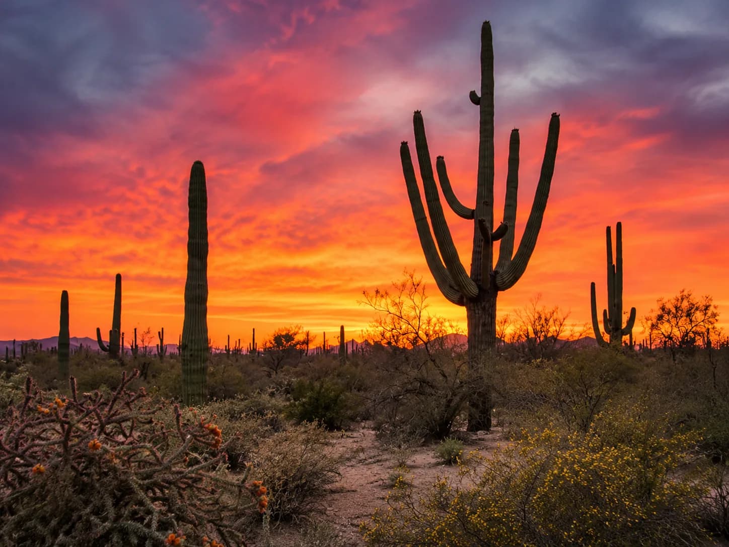 Saguaros silhouetted against a Sonoran Desert sunset